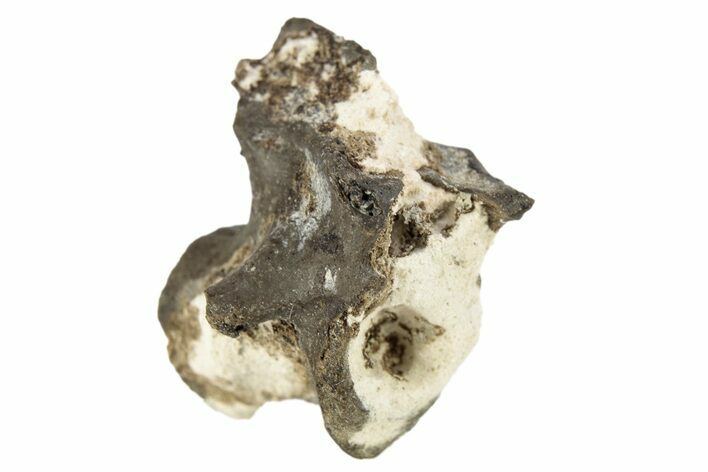 Permian Reptile Fossil Vertebra - Oklahoma #261358